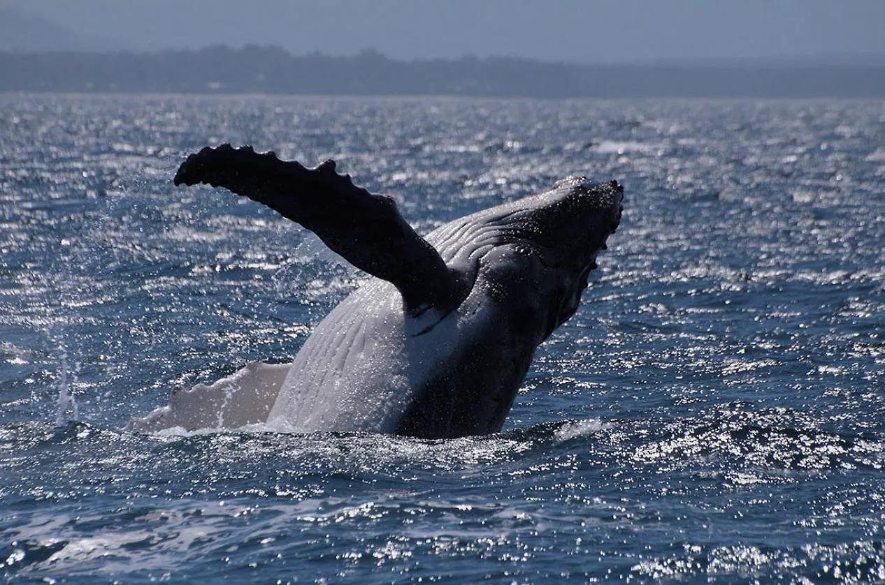 *** Alojamento de Acomodação e Pequeno-almoço Kelly'S Bnb Urangan Austrália